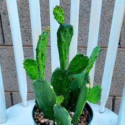Living Plant 🌱15"H Opuntia Ficus-Indica on 5"H Pot ::: Outdoor
