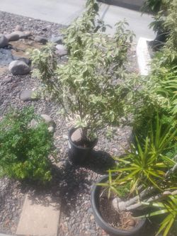 Plants