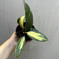 4” hoya acuta variegated