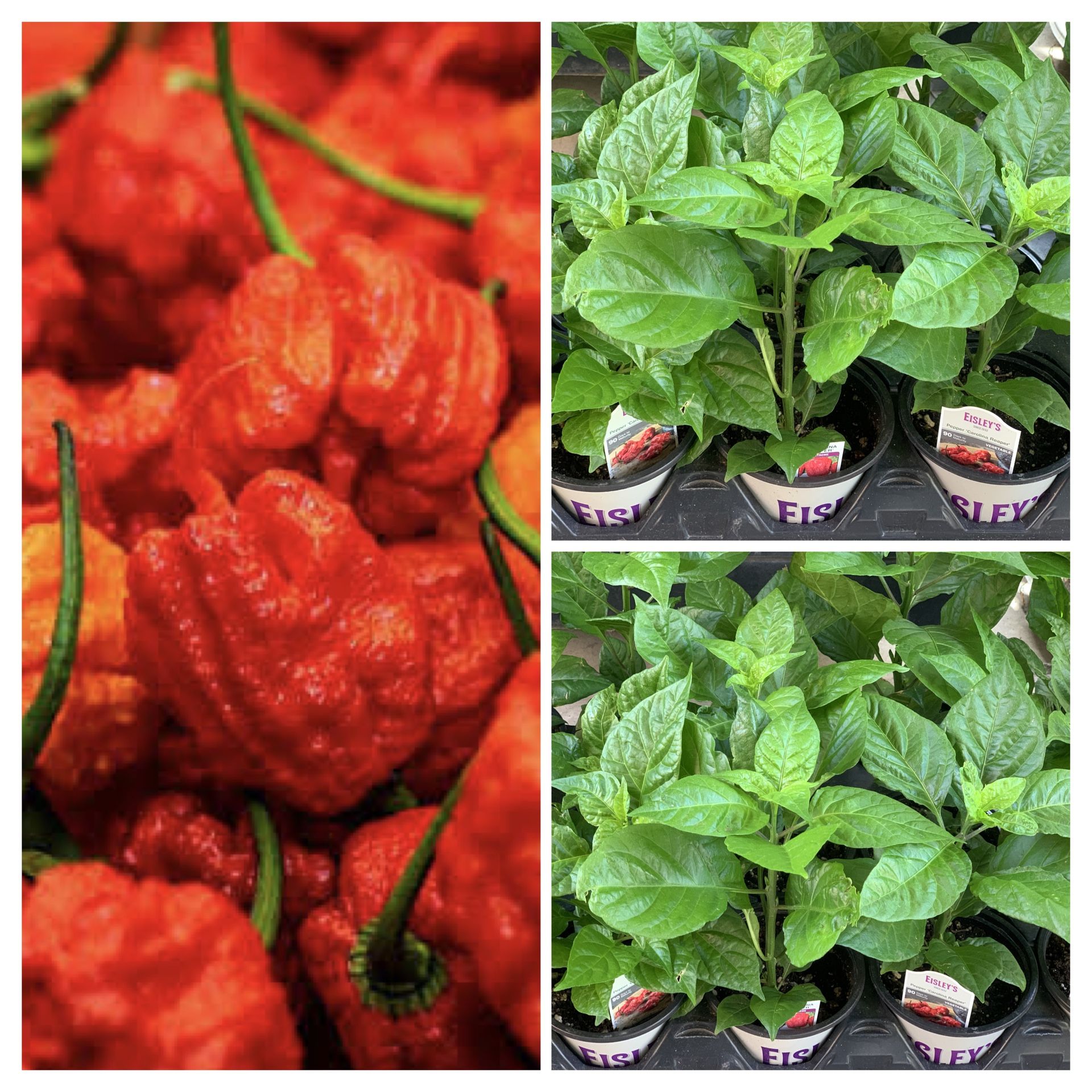 Organic Rare Insanely Hot Carolina Reaper Spicy 🌶️ Peppers Chili Pepper Veggie Vegetable Garden $10 Each Cash only Pick up in North San Jose, By a