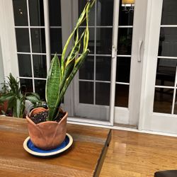 Snake Plant In Clay Pot