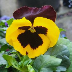 Black And Yellow Bicolor Pansy Flower Plants! Perrennial Vareity! Several Colors Available! 2026 Plants 