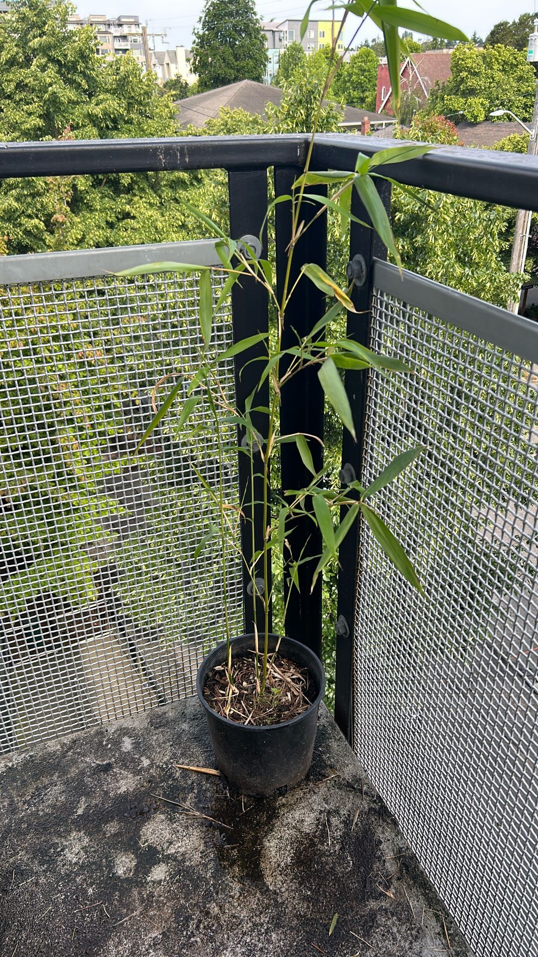 Bamboo