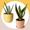 Plants & More