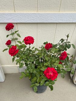 Fragrant Red Rose plant in 5gl.