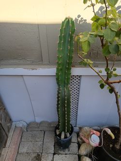 SAN PEDRO Or APPLE CACTUS