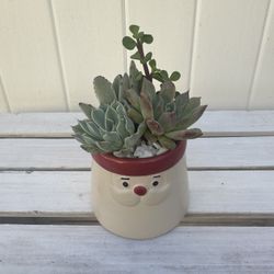 Mini Succulent Arrangement