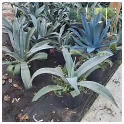 Agave Azul 3gallon 