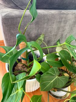 Indoor plants
