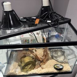 Reptile Aquarium
