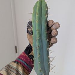 Bridgesii Cactus "Alpine" 