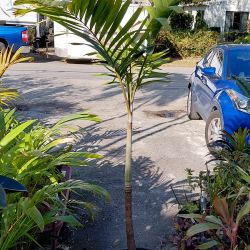 Large 6' Carpentaria Palm Landscape Plant