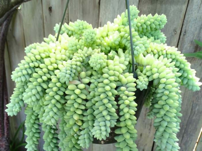 Donkey’s Tail Succulent Plant
