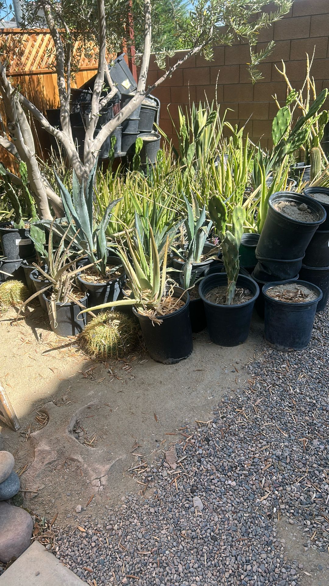 Desert landscape Design