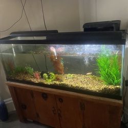 50 Gallon Fish Tank And Stand W/accessories 