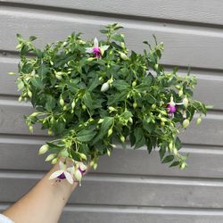 6” Fucshia Plant