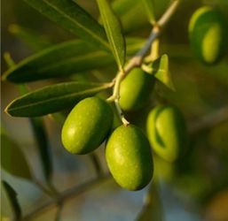 Olive   Tree