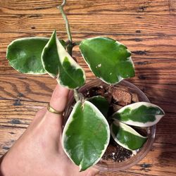 Hoya Carnosa Krimson Queen Plant