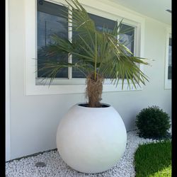 Round Planters (Modern) Macetas Redondas (Modernas)