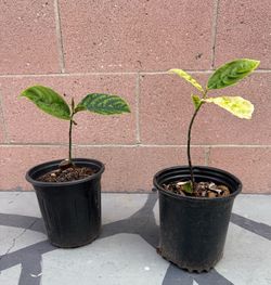 Jackfruit tree