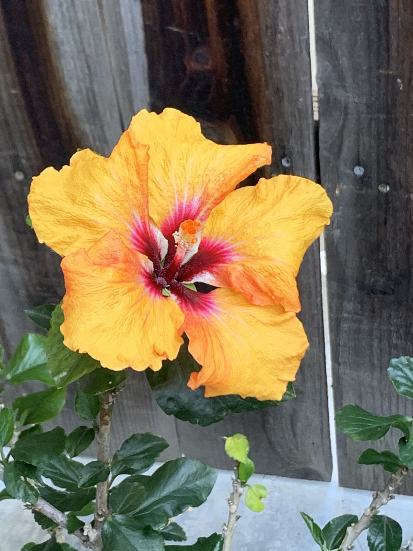 Available THURSDAY 6/26 Hollywood Hibiscus Tropical Hibiscus Live Potted Plant Flower CASH ONLY