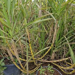 Sugar cane Farm