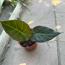 Elephant Ear