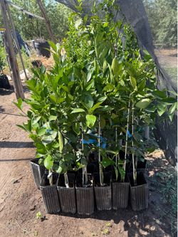 Washington Navel orange Trees / Árboles de Naranjas Navel $40.00 each