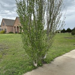 Trees- 4-6 Years Old