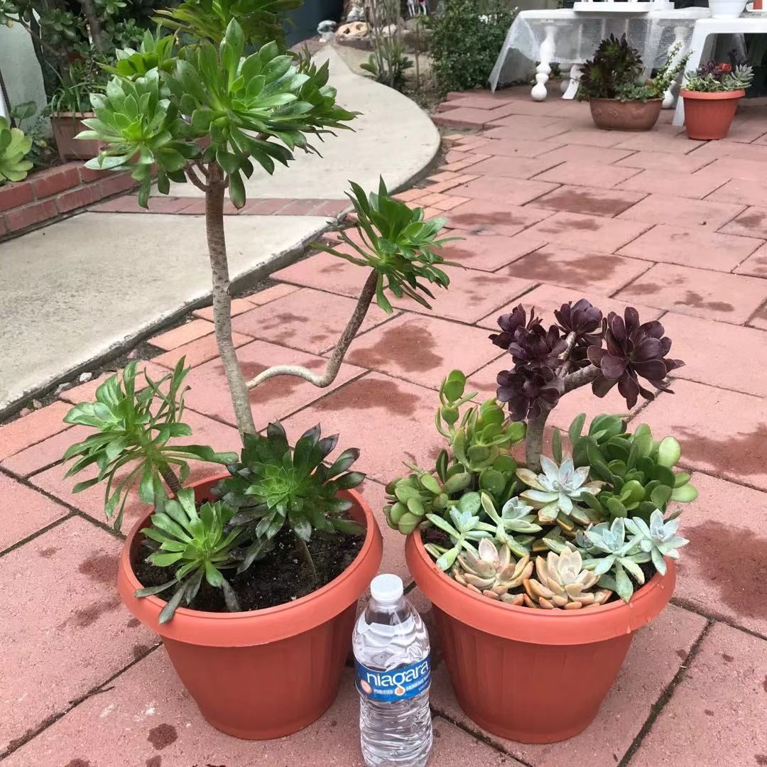 Beautiful Large Pair Of Mix Succulents Flowers Plants Rosettes Bonsai Cute Cacti Garden Yard Home Patio Design Pots