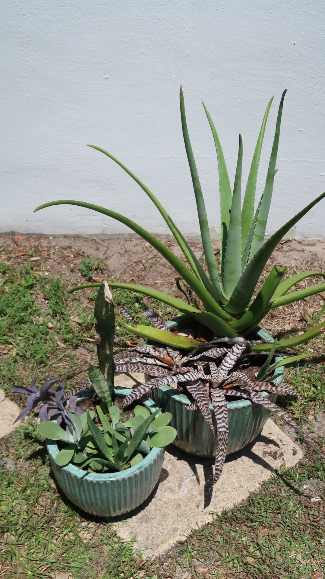 Plants