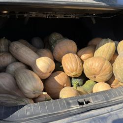 Calabazas A La venta Precio Según El Tamaño 
