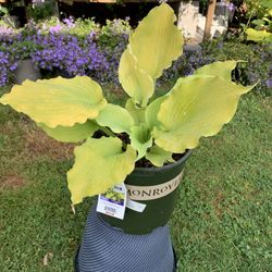 Outdoor Hosta
