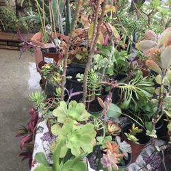 Diferents Plants For Sale 5 Dollars Each