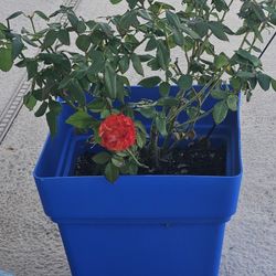 Beautiful Coral Rose Bush With Pot