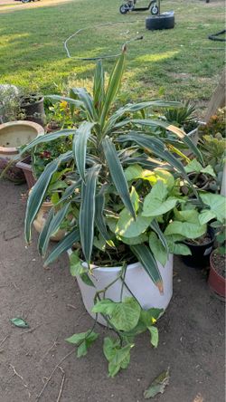 Plants