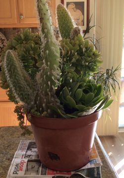 Three Gorgeous Plants In One Planter. Two Succulents And One Cactus Without Prickly Things.