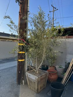 Olive Tree