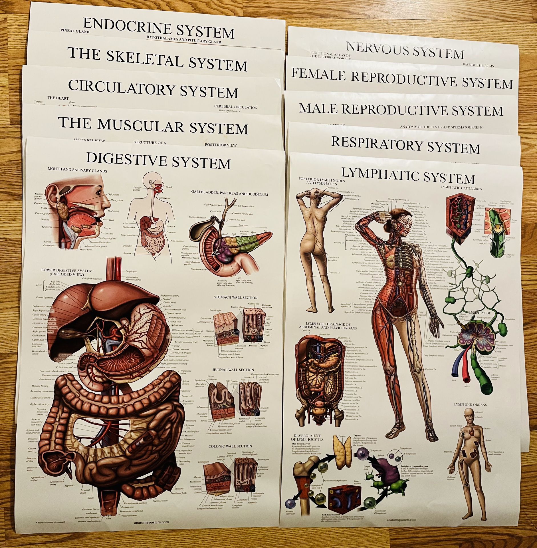 10 Anatomy Medical Posters Front Vertical Back Horizontal 18”x27”
