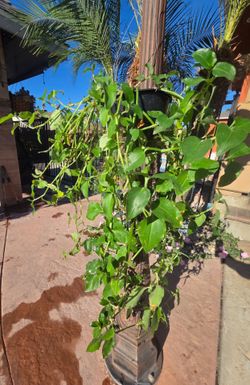 Hanging Suculent Plant