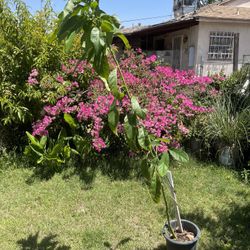 Aguacate
