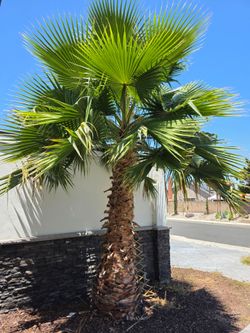 Free Mexican fan palm tree