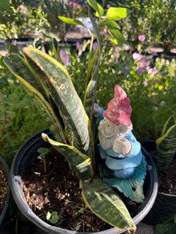 Snake plant (1 gal)