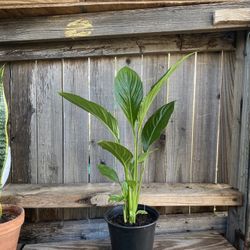 Indoor Peace lily Plant 