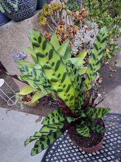 Calathea Rattlesnake Plant $30