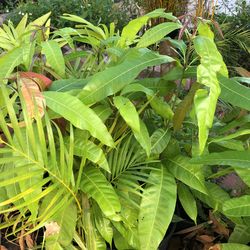 Mango trees - 2-3 feet high- trees for $30 total