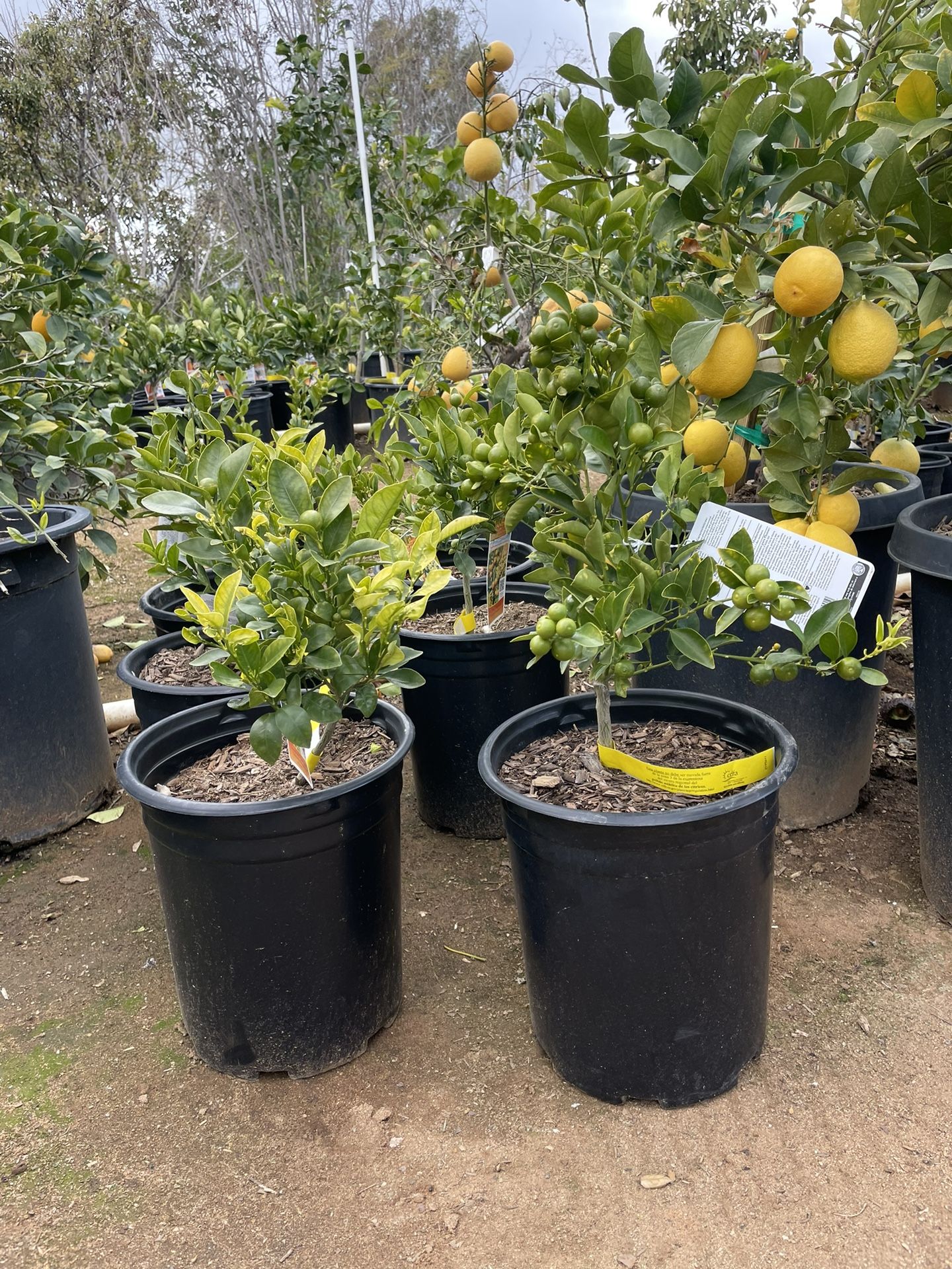 5 Gallon Size- Fruiting Age- Lemon Trees - Kumquat Trees- Calamondin