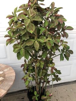 MILK BUSH PLANT  OR LECHERO  AFRICANO  🌺🌺