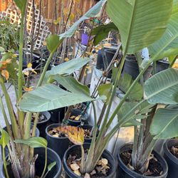 Jumbo Birds Of Paradise