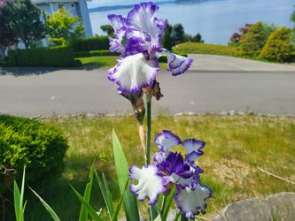 Iris